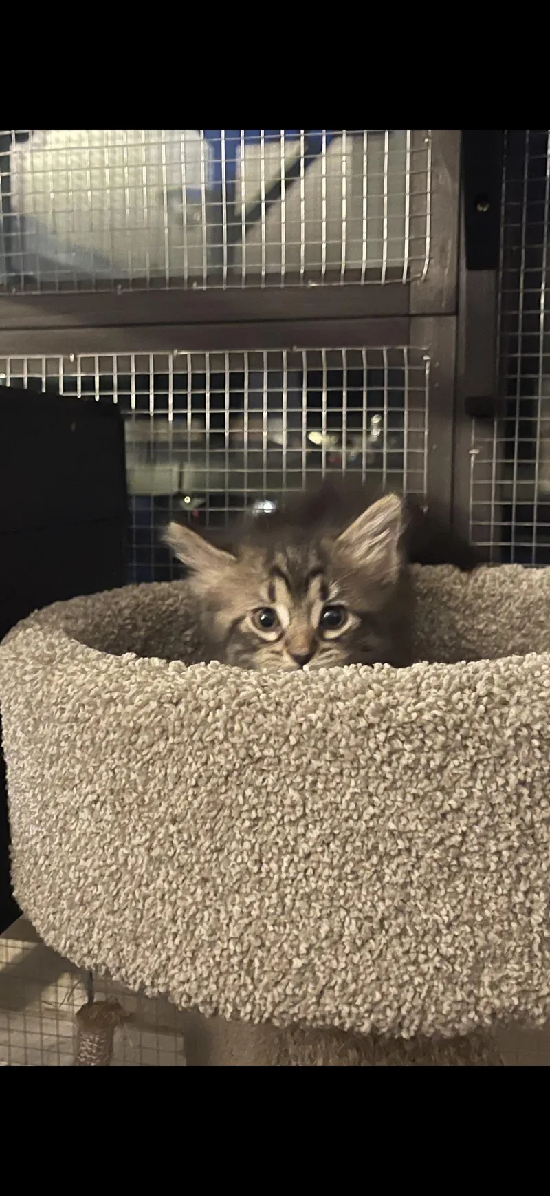 A baby medium-sized female Domestic Medium Hair cat named Millie for adoption in Medinah, IL