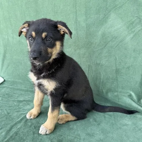 A baby small-sized female Black Shepherd dog named Canary for adoption in Carencro, LA