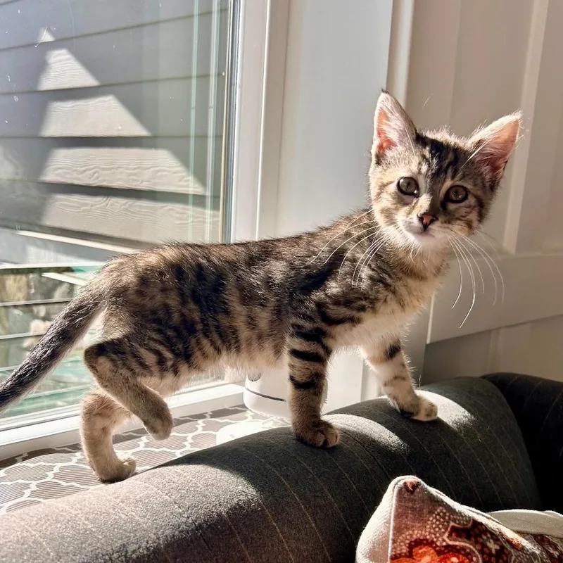 A baby small-sized female Torbie Domestic Short Hair cat named Pippa Rasmussen for adoption in Eagle Mountain, UT