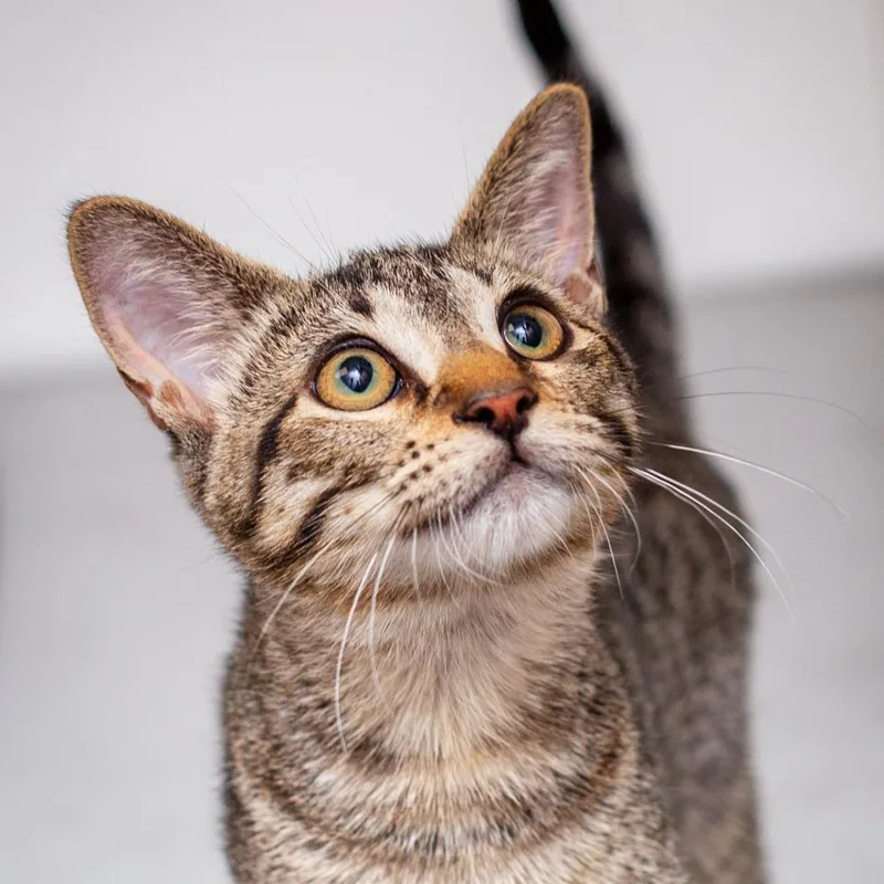 A baby small-sized male Brown / Chocolate Domestic Short Hair cat named Tabby for adoption in Hattiesburg, MS