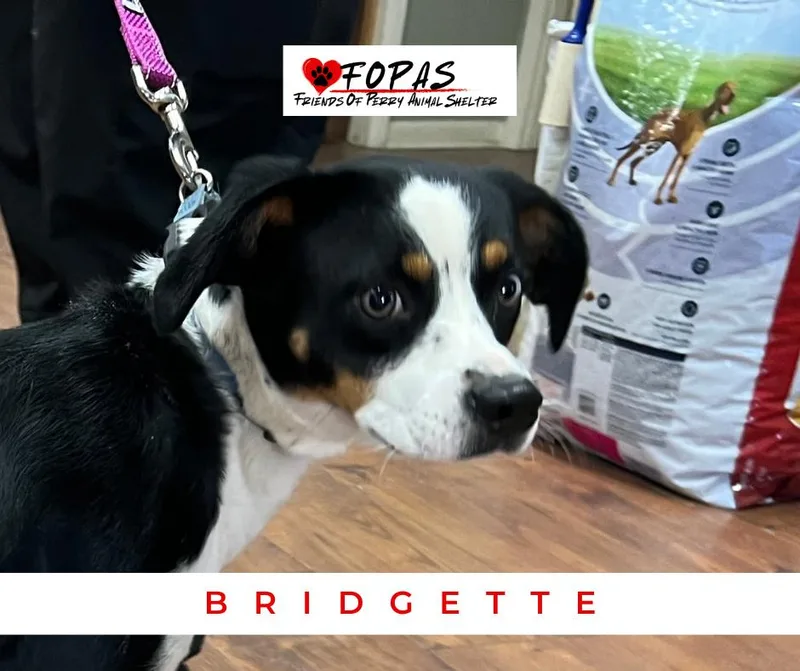 Bridgette thumbnail 2