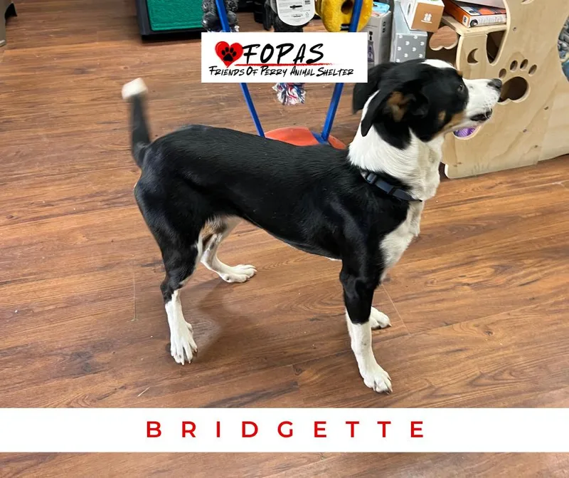 Bridgette thumbnail 3