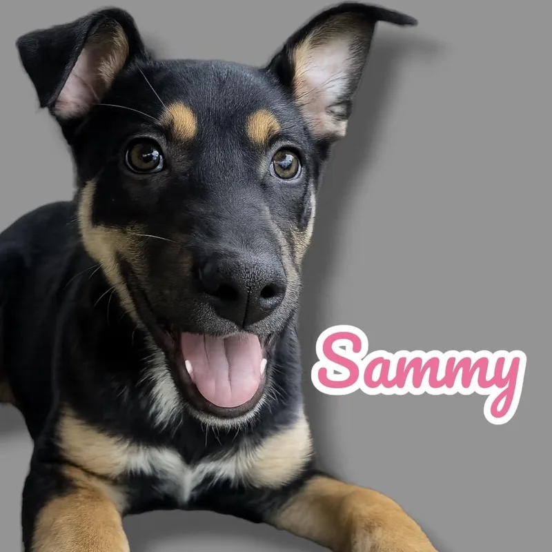 A baby small-sized female Black Mixed Breed dog named Sammy for adoption in Scottsdale, AZ