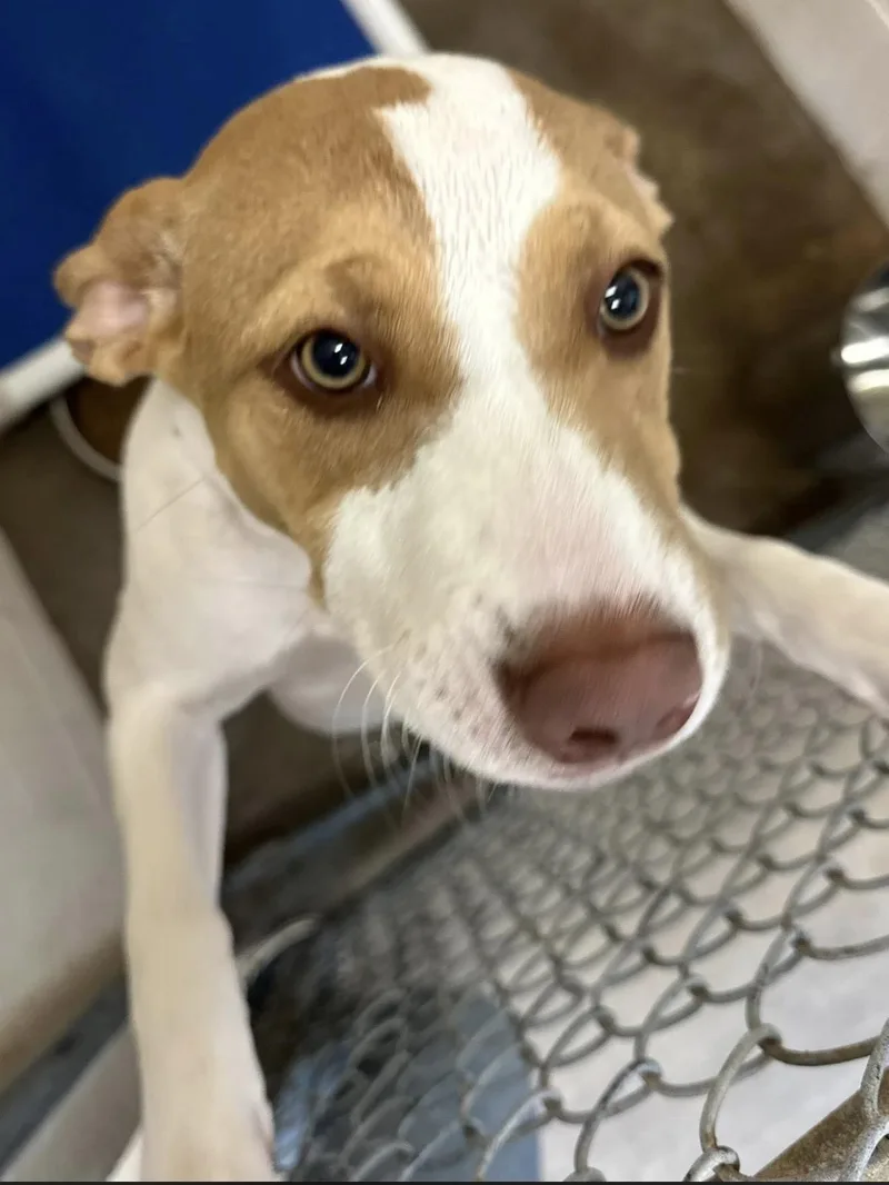 A young medium-sized female Yellow / Tan / Blond / Fawn American Staffordshire Terrier dog named Miracle for adoption in Sherman, TX