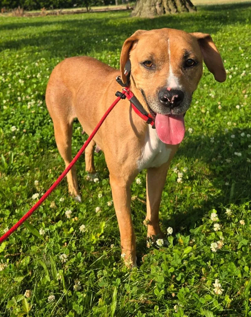 An adult medium-sized female Hound dog named June for adoption in Sandusky, OH