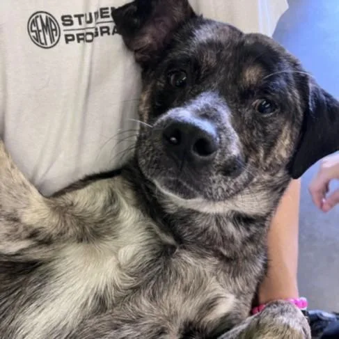 A young medium-sized male Mixed Breed dog named Jackson for adoption in Los Angeles, CA