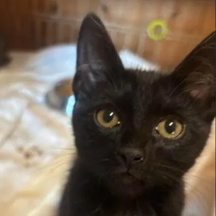 A baby small-sized female Black Domestic Short Hair cat named Liz for adoption in Gordonsville, TN