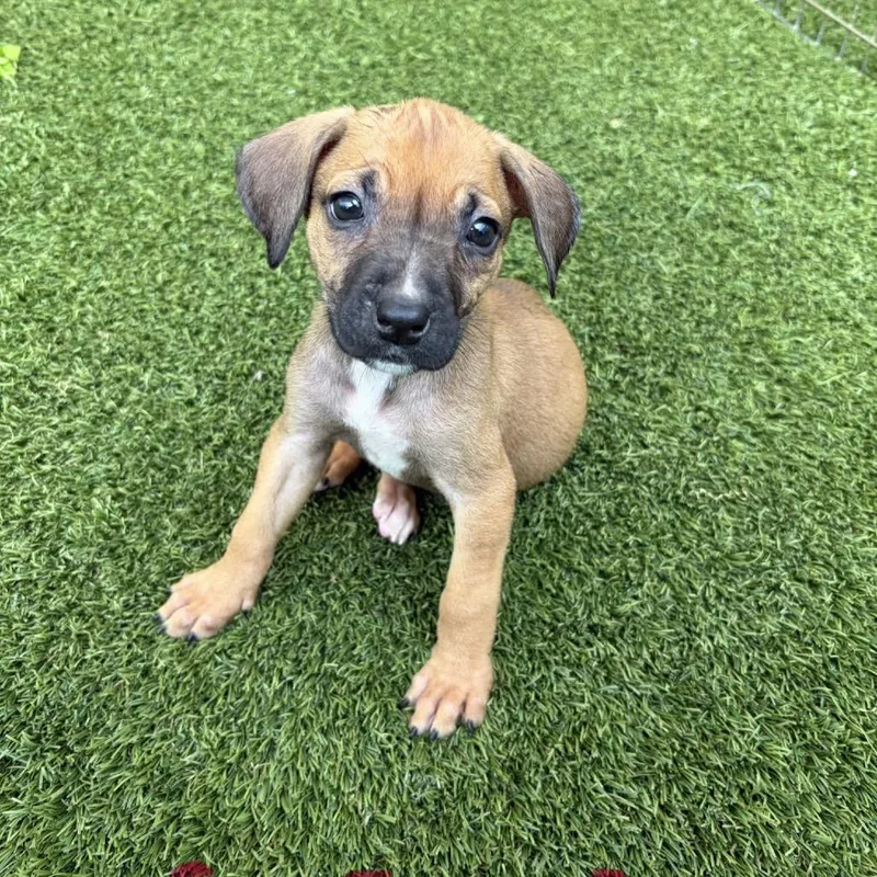 A baby small-sized female Brown / Chocolate Mixed Breed dog named Kissy for adoption in LOXAHATCHEE, FL