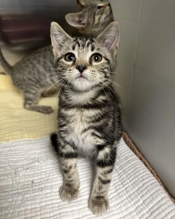 A baby small-sized female Domestic Short Hair cat named Laura Palmer for adoption in Richmond, VA