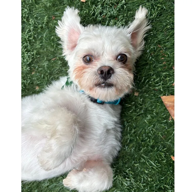 A young small-sized male White / Cream Maltese dog named Timmy for adoption in Pleasanton, CA
