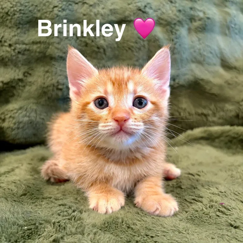 A baby medium-sized female Domestic Short Hair cat named Brinkley for adoption in San Pedro, CA