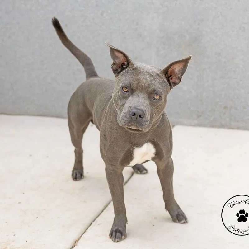 An adult medium-sized male Gray / Blue / Silver American Staffordshire Terrier dog named Chop Chop for adoption in Abilene, TX