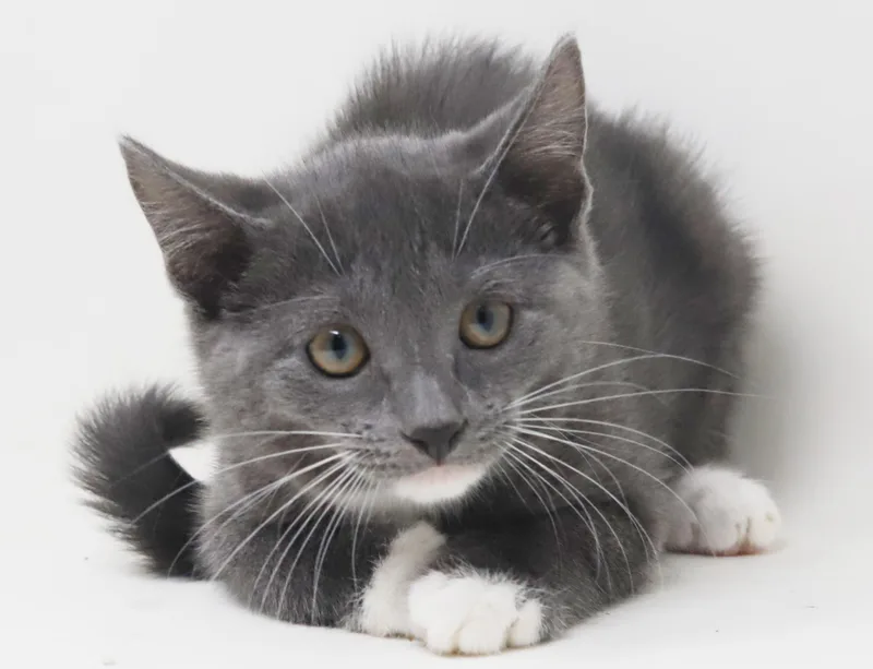 A baby small-sized female Russian Blue cat named Feyre is our ACOTR for adoption in Bedford Hills, NY