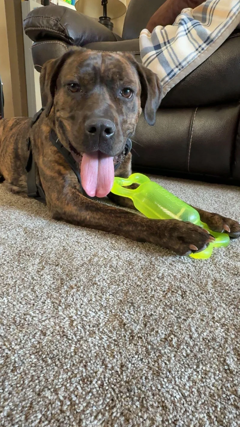 An adult medium-sized female Brindle Cane Corso dog named Medusa for adoption in Brainerd, MN