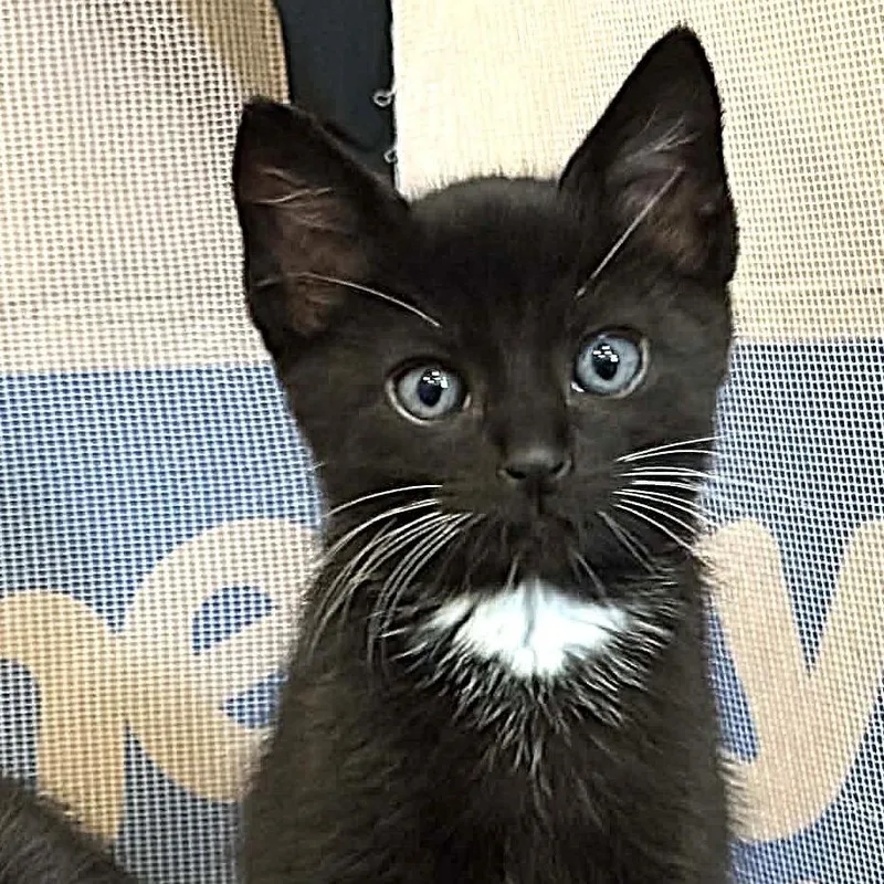 Freddie Mercury thumbnail 2