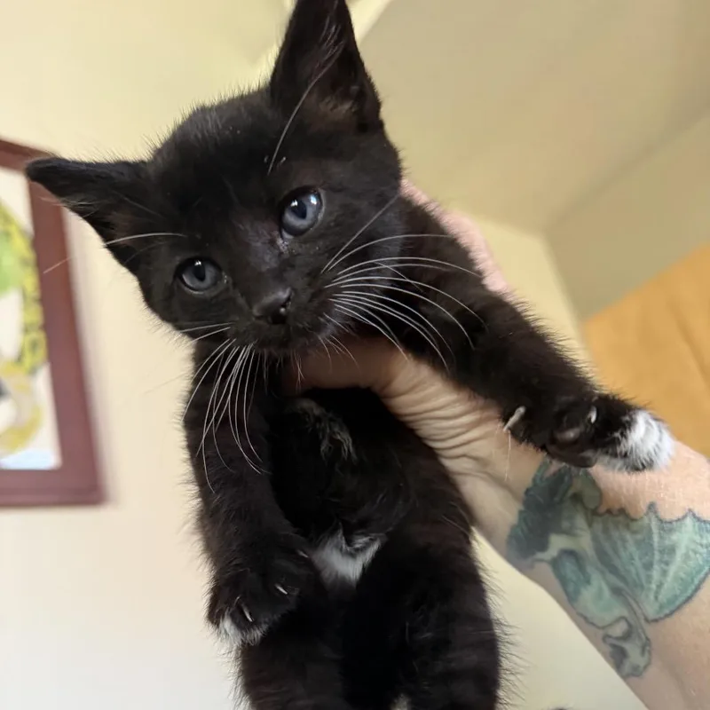 Freddie Mercury thumbnail 3