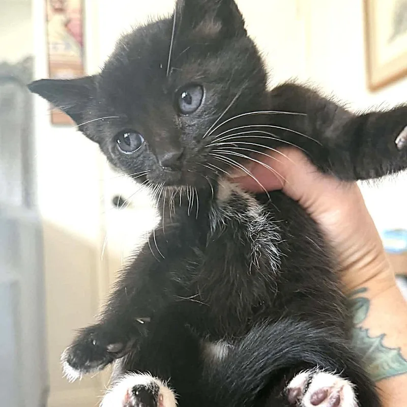 Freddie Mercury thumbnail 4