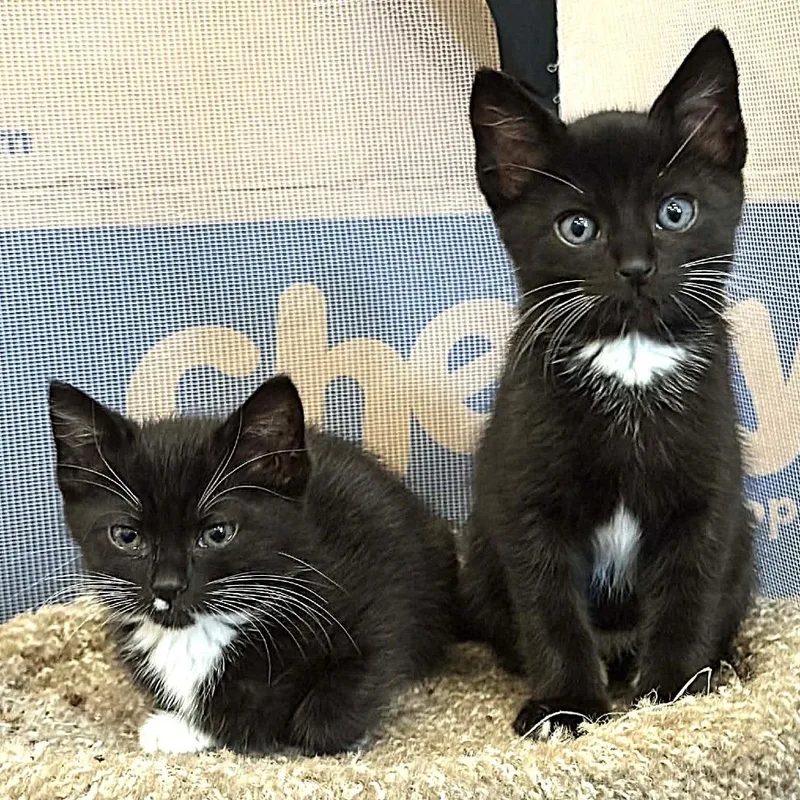 Freddie Mercury thumbnail 5