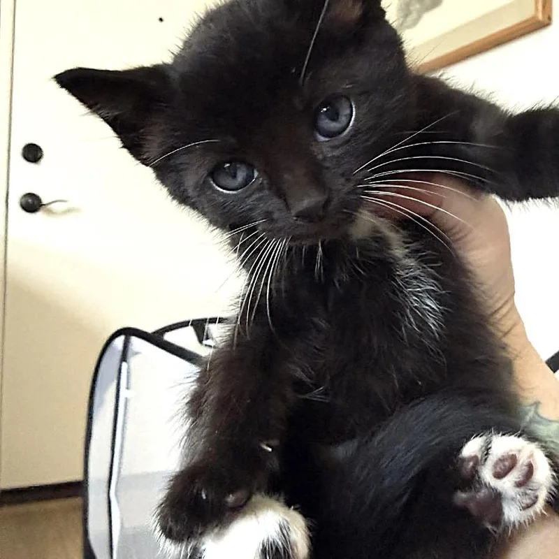 Freddie Mercury thumbnail 6