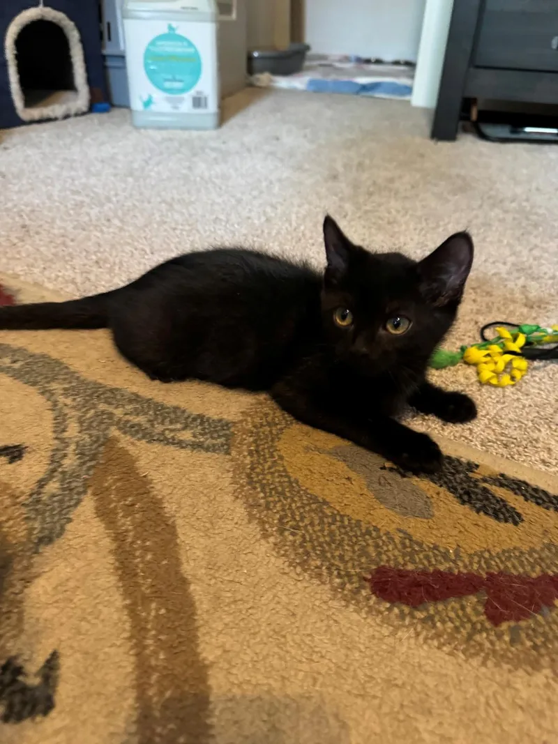 A baby medium-sized male Black Domestic Short Hair cat named Sir Jupiter for adoption in Mokena, IL