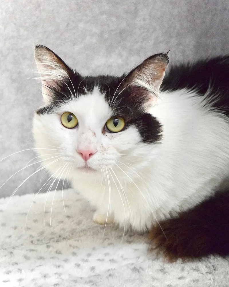 An adult medium-sized male Black & White / Tuxedo Domestic Medium Hair cat named Edgar for adoption in Dublin, CA
