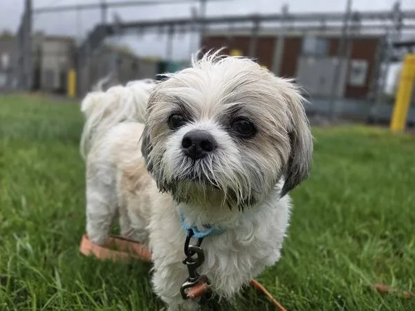 An adult small-sized male Shih Tzu dog named Jackson for adoption in Millersville, MD