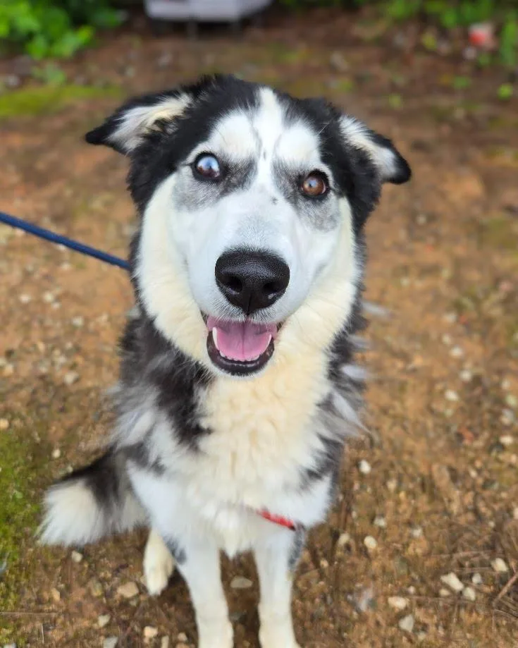 A young medium-sized female Siberian Husky dog named Lisa for adoption in Douglasville, GA