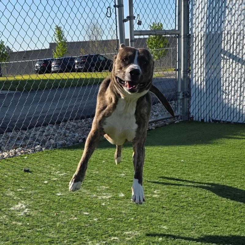 An adult large-sized male Brindle Pit Bull Terrier dog named Yogi Bear for adoption in Bristol, IN