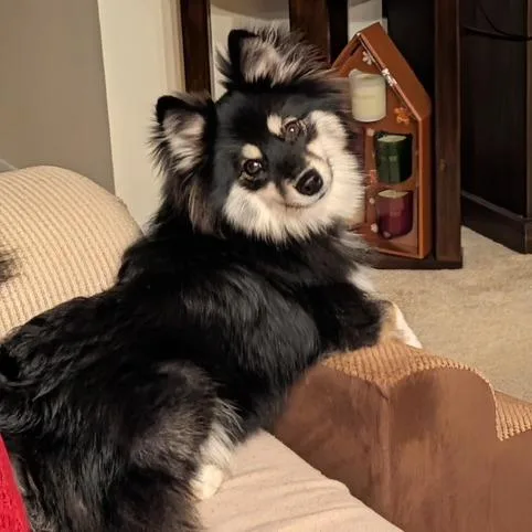 A young small-sized female Black Pomeranian dog named Fifi for adoption in Dayton, OH