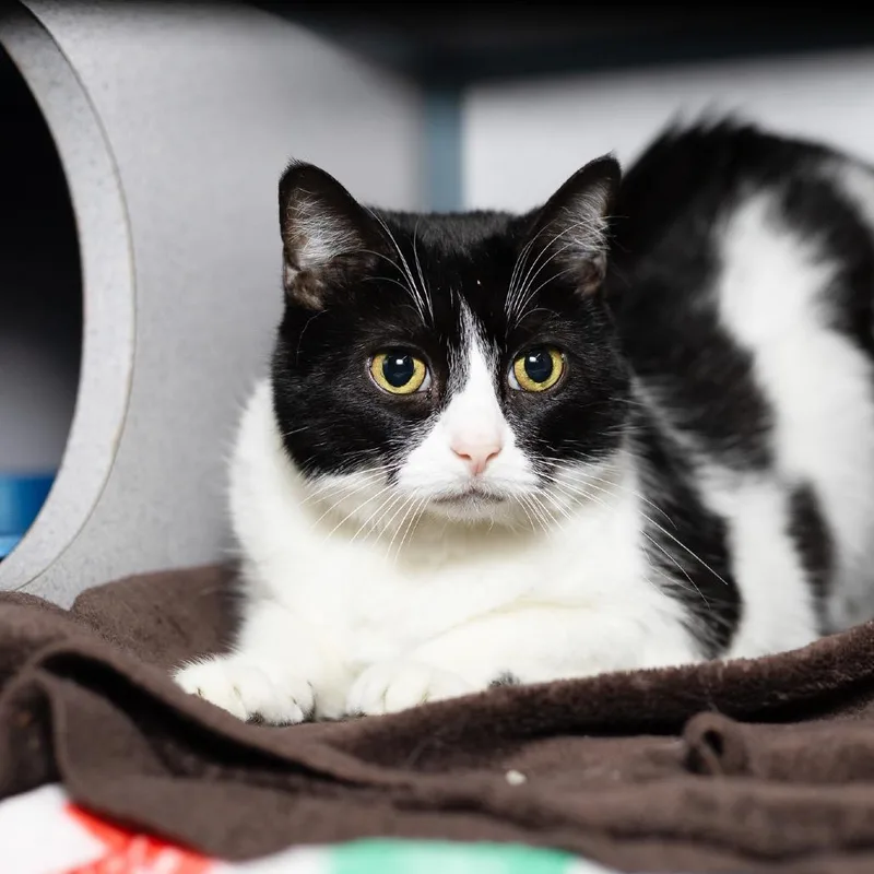 A senior large-sized female Black Domestic Short Hair cat named Mokie for adoption in Evansville, IN