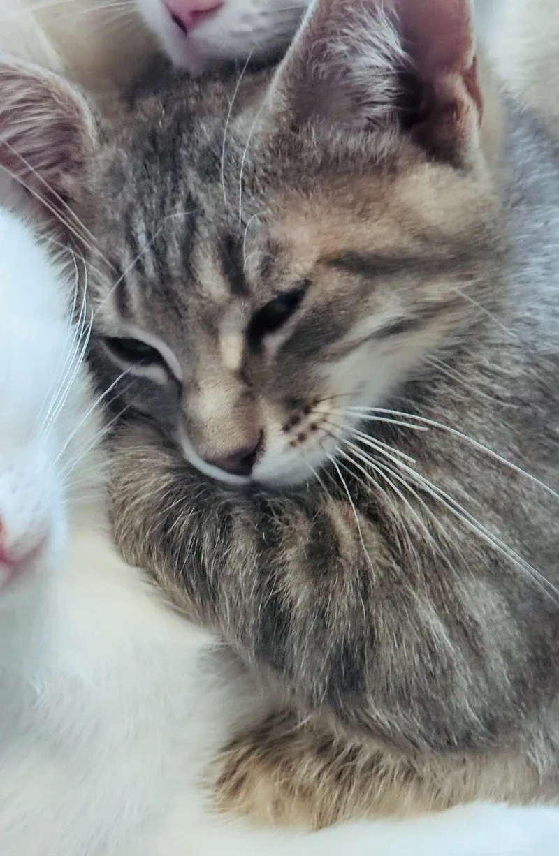 A baby medium-sized male Domestic Medium Hair cat named Leonardo for adoption in Frisco, TX