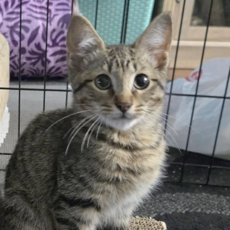 A baby small-sized male Brown / Chocolate Domestic Short Hair cat named Vinny for adoption in FAIRWAY, KS
