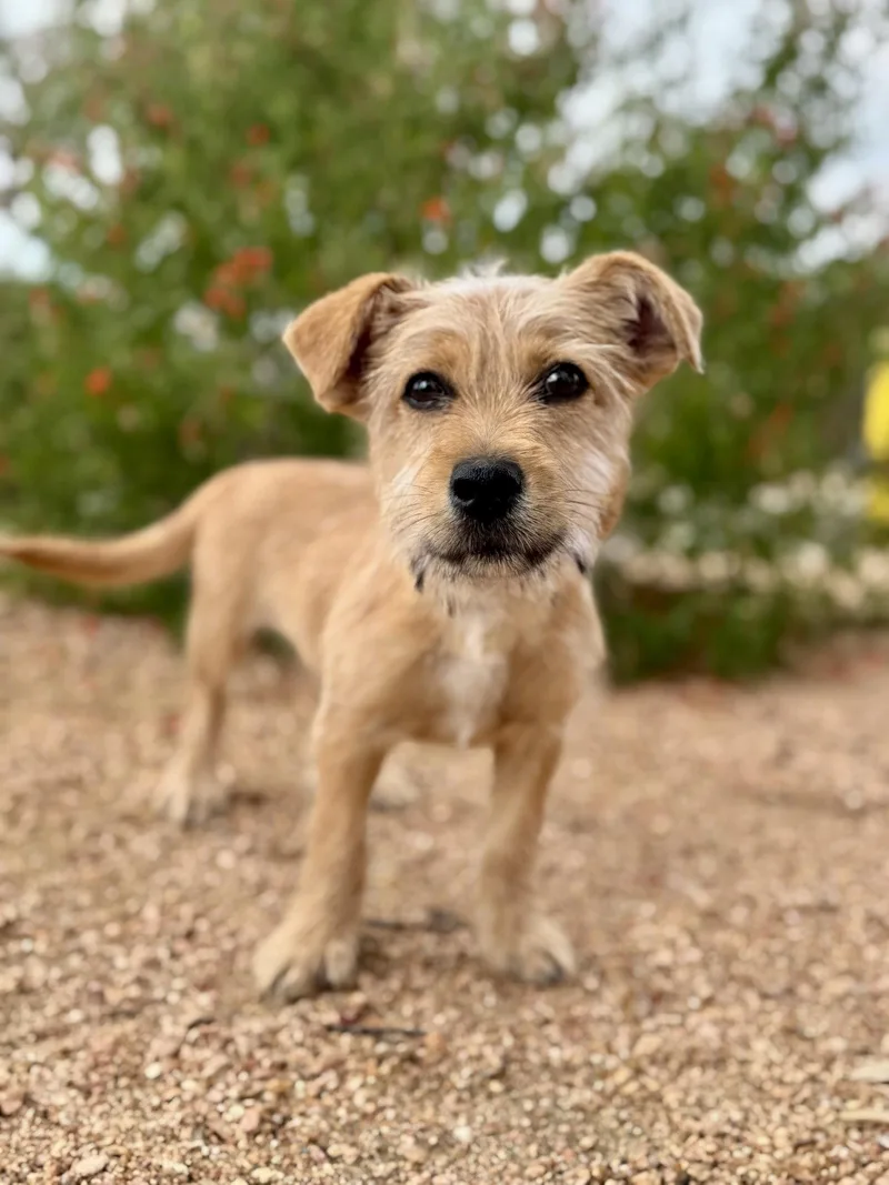 A young small-sized male Terrier dog named Alec for adoption in Helotes, TX