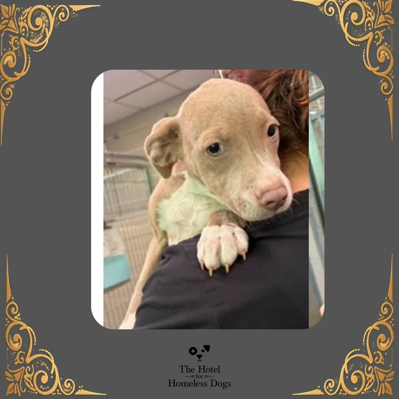 A baby medium-sized male Brown / Chocolate Terrier dog named Roscoe for adoption in Cumberland, RI