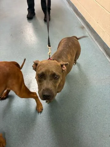 A young medium-sized female Mixed Breed dog named Melinda for adoption in West Palm Beach, FL