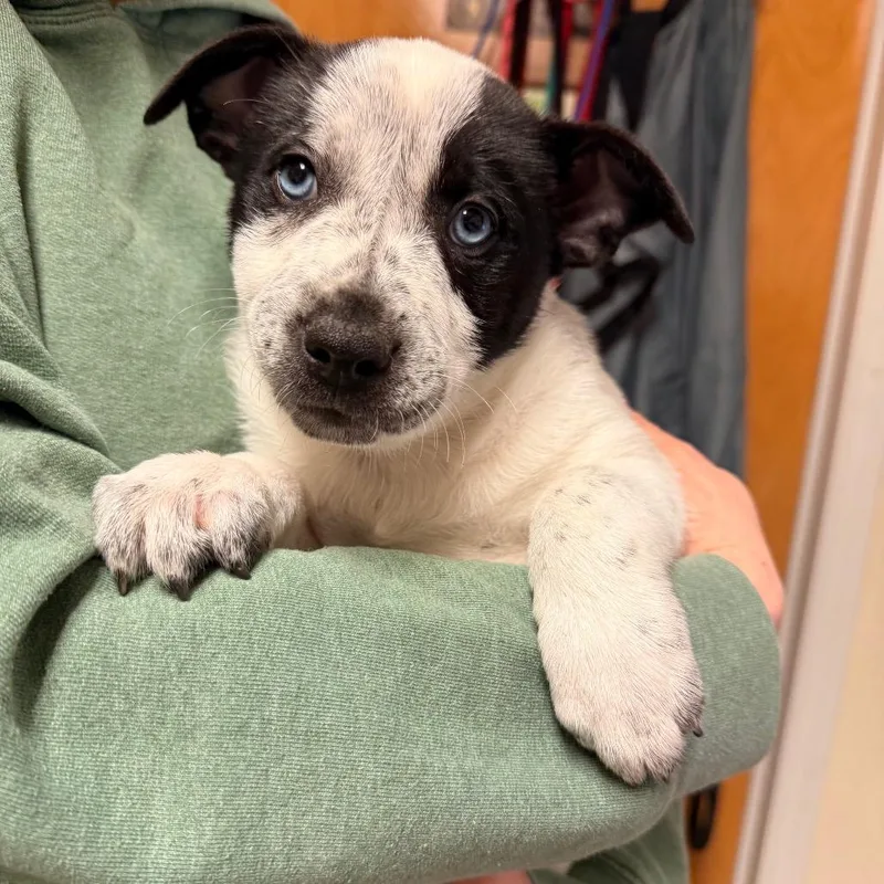 A baby medium-sized male White / Cream Mixed Breed dog named Patch for adoption in Hendersonville, NC