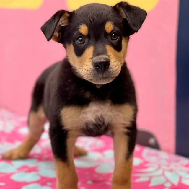 A baby small-sized male Mixed Breed dog named Shootout for adoption in Edmond, OK