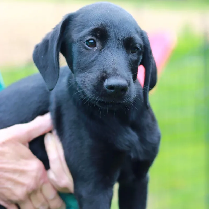 A baby medium-sized male Black Labrador Retriever dog named Ct Radicchio for adoption in Eastford, CT