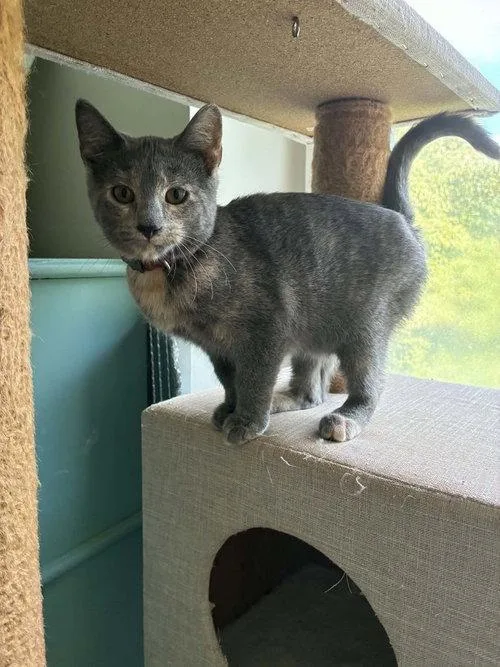 A baby medium-sized female Tortoiseshell cat named Posh for adoption in Mount Royal, NJ