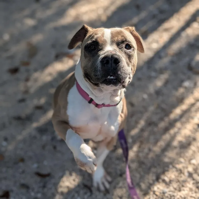 A senior medium-sized female Yellow / Tan / Blond / Fawn Mixed Breed dog named April for adoption in Sarasota, FL