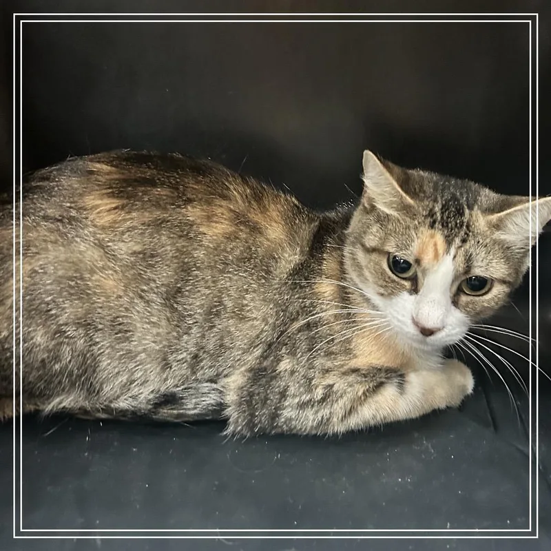 An adult medium-sized female Buff / Tan / Fawn Domestic Medium Hair cat named FWT Adele for adoption in Midland, TX