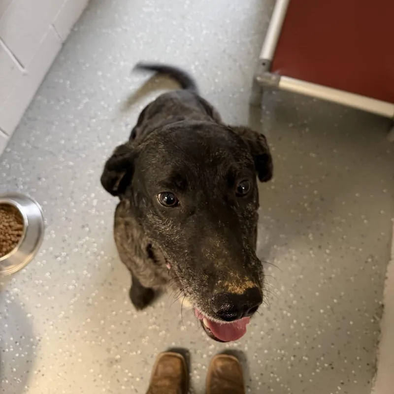 An adult large-sized male Brindle Mixed Breed dog named Sirloin for adoption in Danville, KY