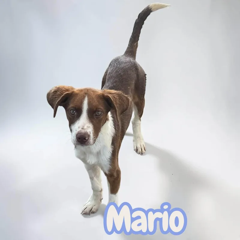 Mario  FunLoving Young thumbnail 2