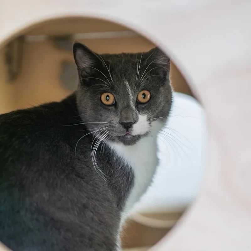 A young large-sized male Gray / Blue / Silver Domestic Short Hair cat named Bruce for adoption in Albuquerque, NM