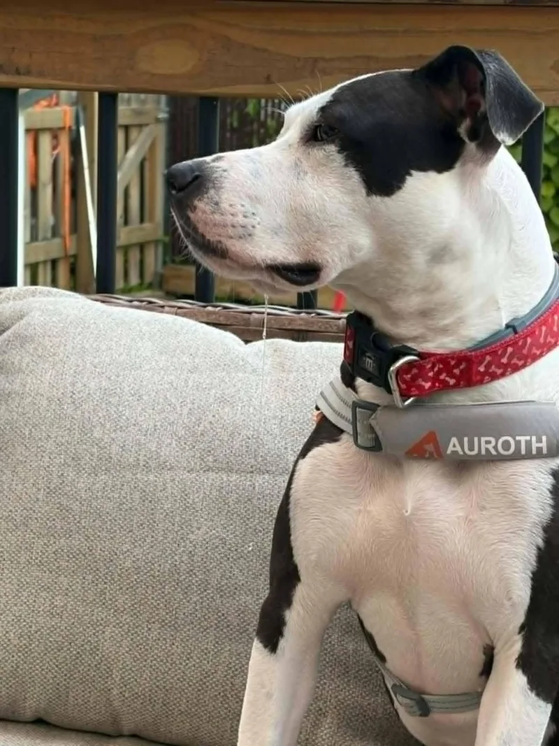 An adult medium-sized female Black Pit Bull Terrier dog named Wendy for adoption in Wantagh, NY