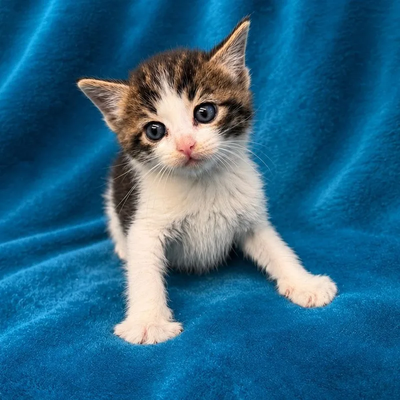 A young medium-sized male Domestic Short Hair cat named Sam for adoption in Oakdale, CA