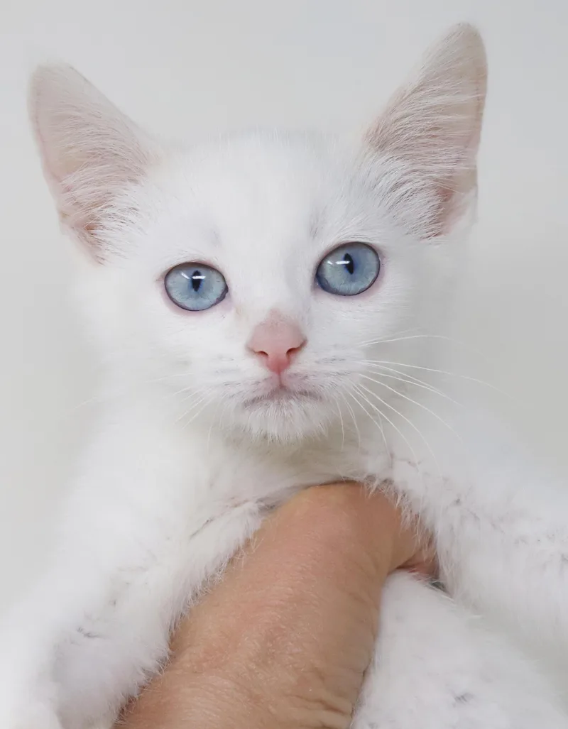 Furby is furrever a thumbnail 6