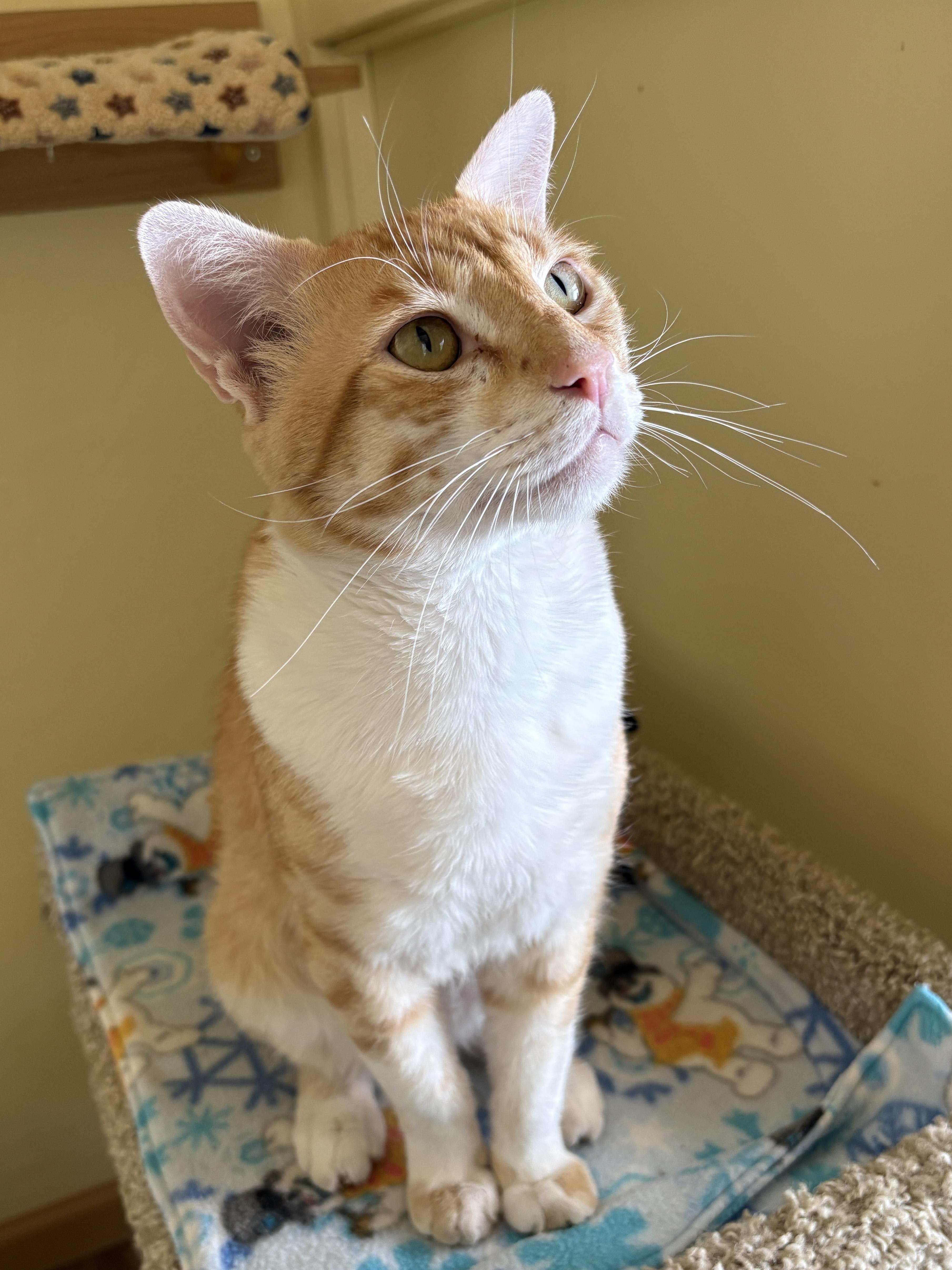 An adult medium-sized male Orange & White Tabby cat named Samson for adoption in Prescott, AZ