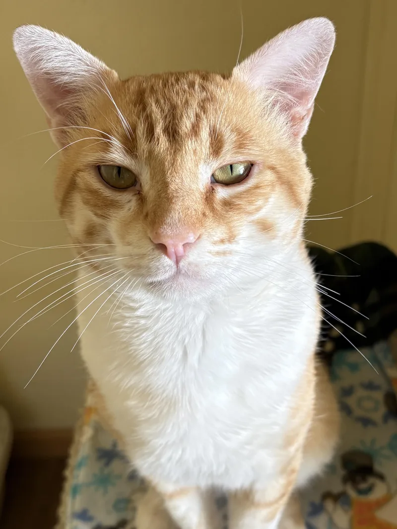 Samson thumbnail 2