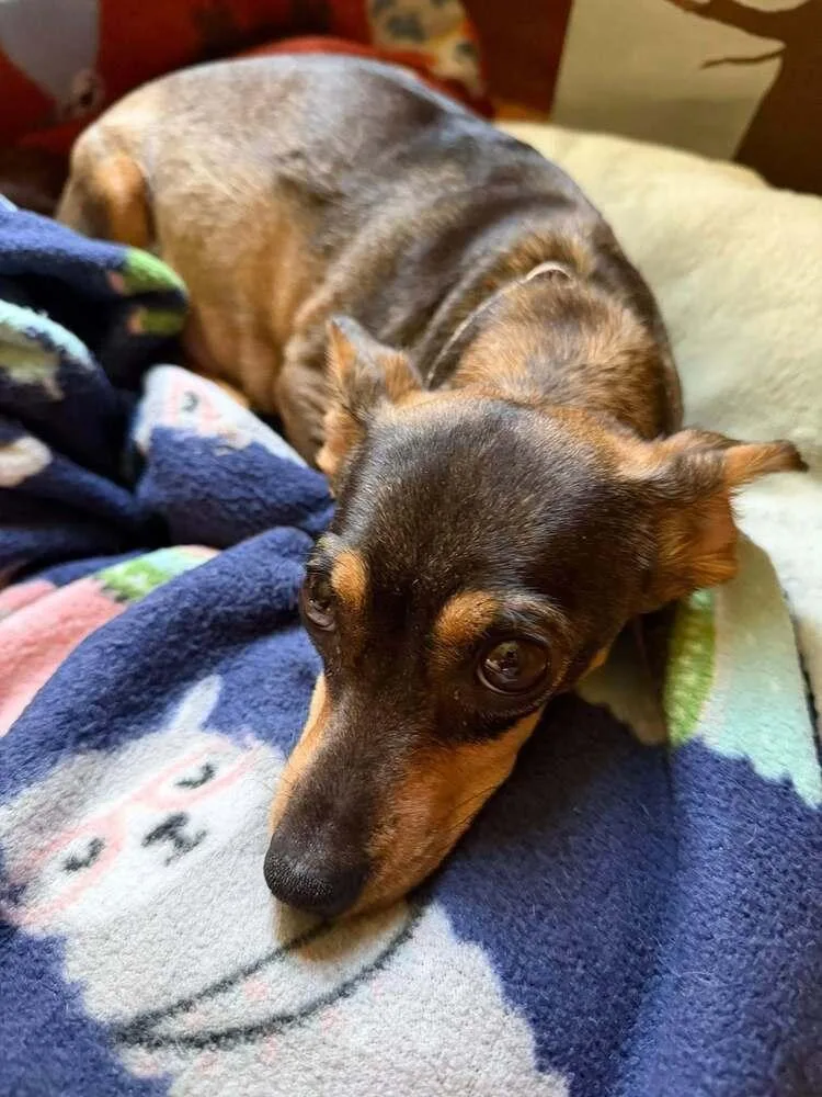 An adult small-sized female Tricolor (Brown, Black, & White) Chihuahua dog named Chica Chiquita for adoption in Waunakee, WI
